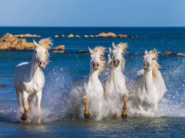 camargue-witte-paarden.jpg#asset:2029